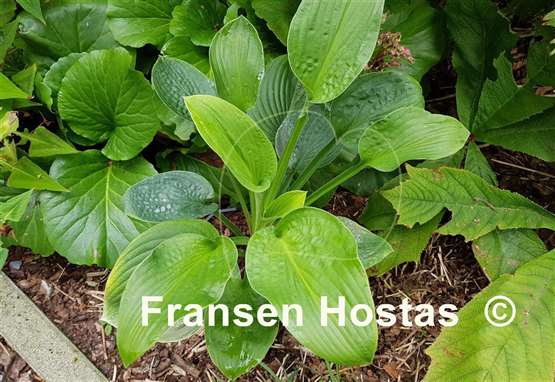 Hosta Green Pin Stripe Sister